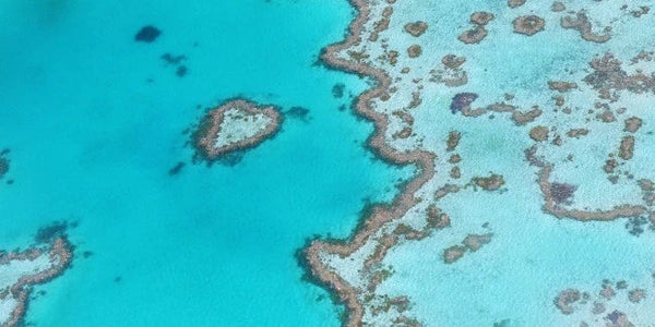 Protecting the Great Barrier Reef: The Role of Sustainability in Ocean Conservation