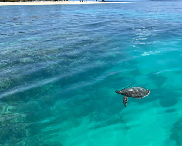 Turtle is swimming in the clear water