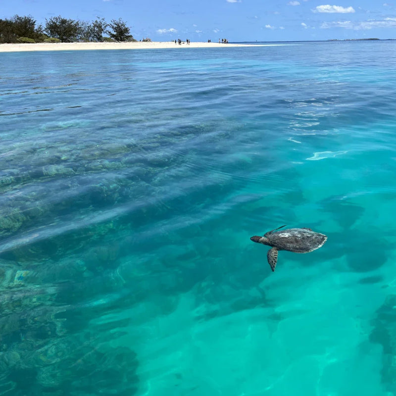 Turtle is swimming in the clear water