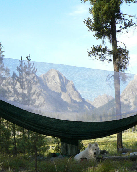 Hammock suspended between trees in a forest 